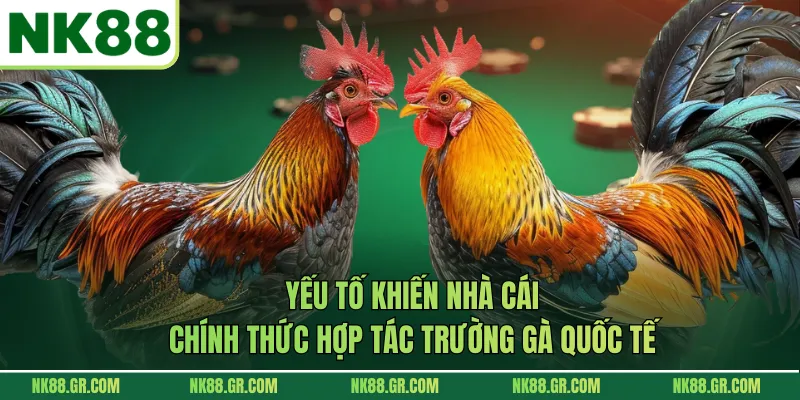 Yếu tố khiến nhà cái chính thức hợp tác trường gà quốc tế